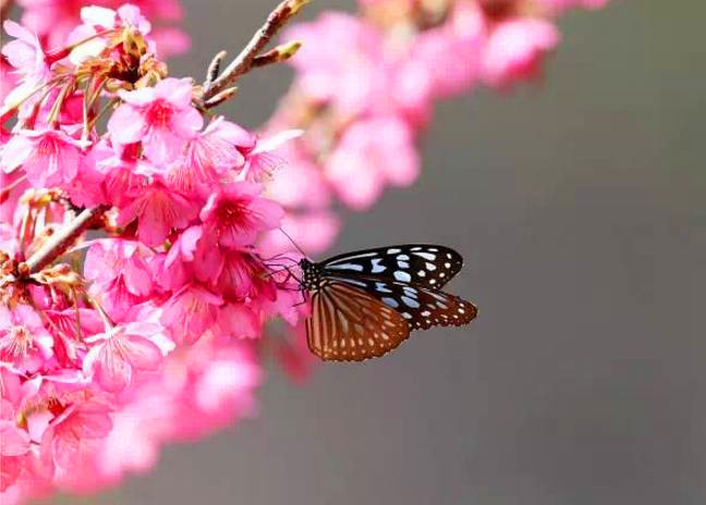 2月 王仙岭樱花 2.jpg