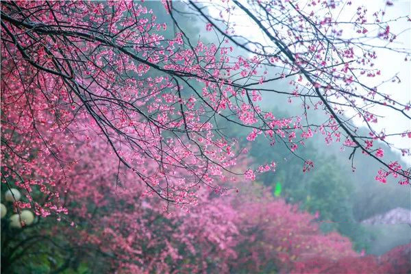 2月 王仙岭 樱花 3.jpg