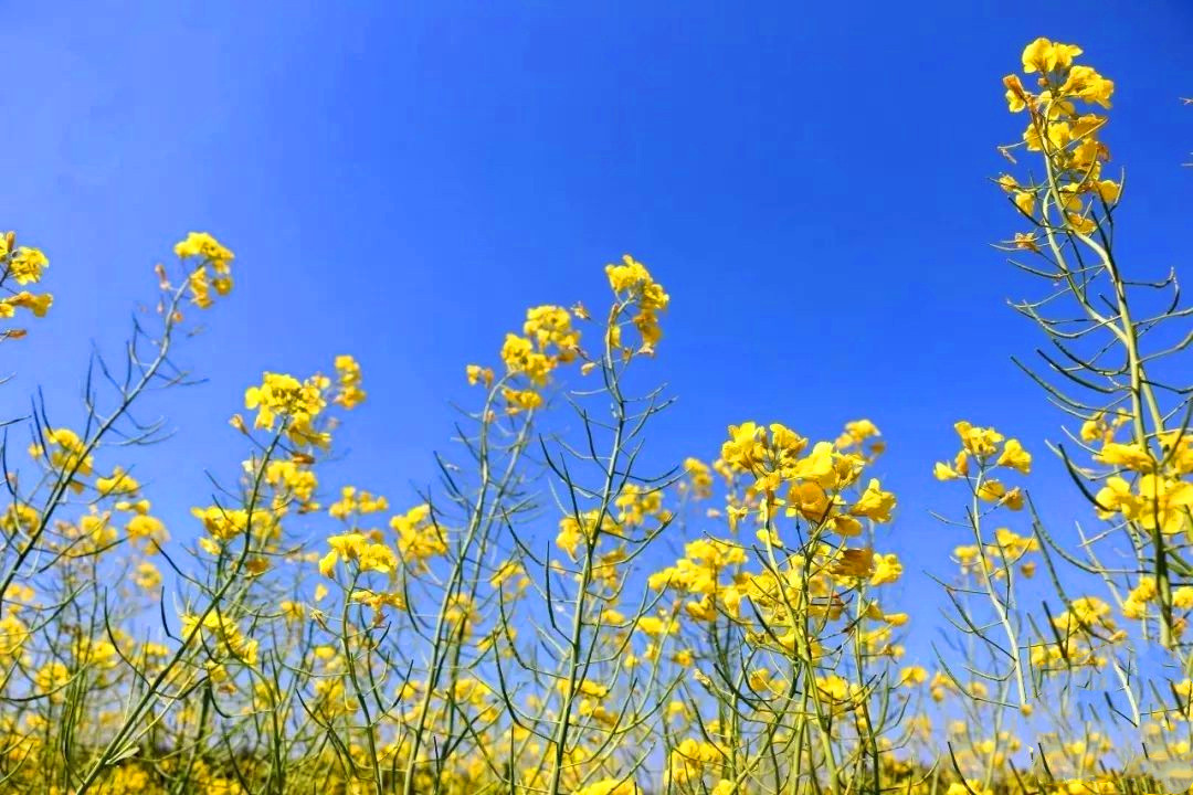 3月 良田油菜花 2.jpg