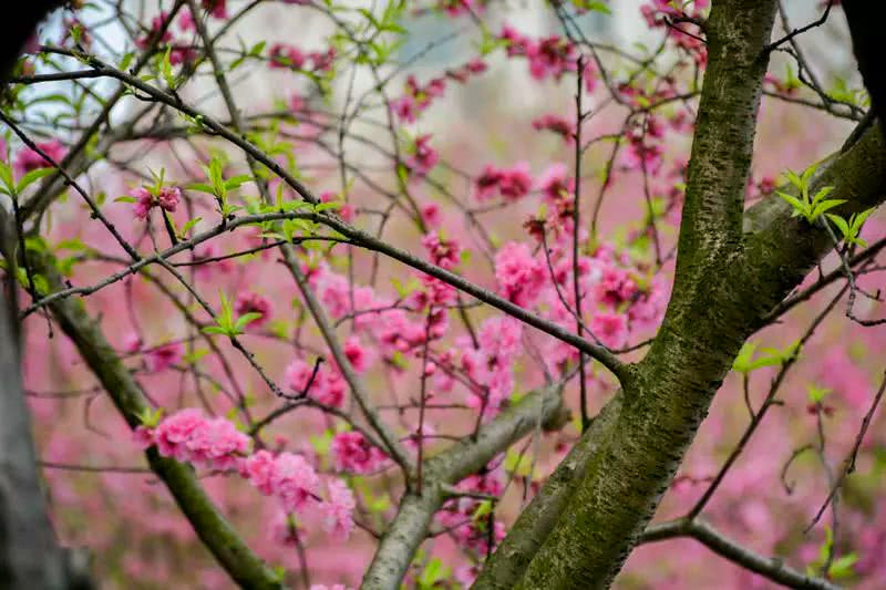 3月 方元桃花1.jpg