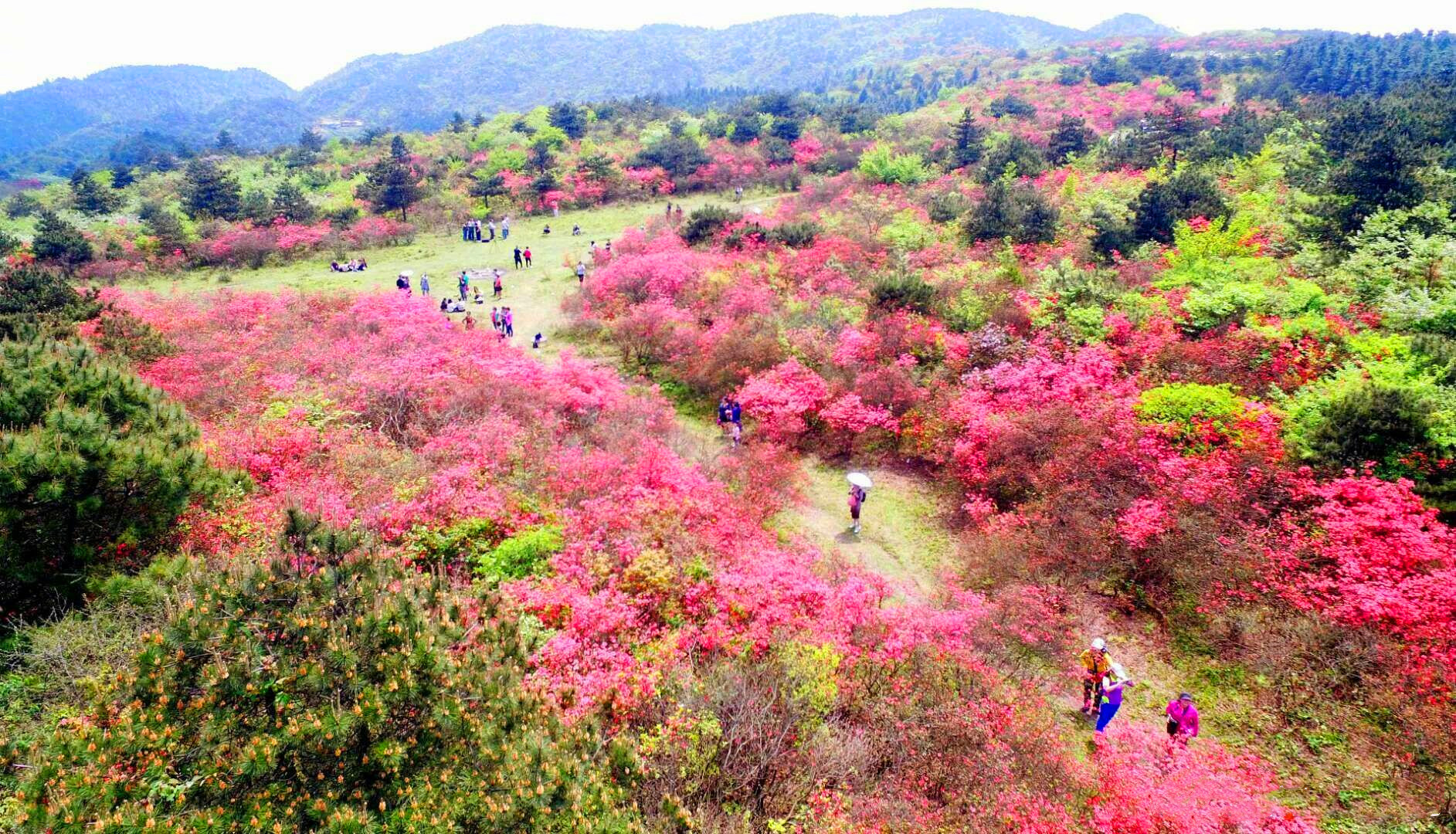 5月 仰天湖 杜鹃花 1.jpg