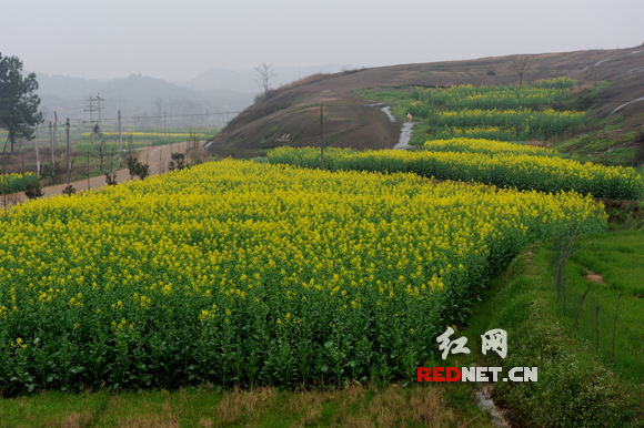 (盛开的油菜花与丹霞地貌相映成趣。).jpg