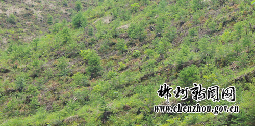 800 Mu Afforestation Fulfilled in Liuyuan Village