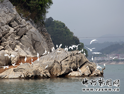 Egrets Gather in Dongjiang Lake of Zixing City