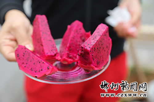 dragon fruit1.jpg