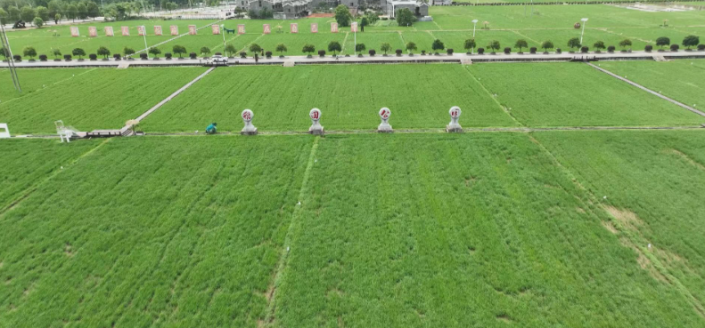 Verdant rice shoots adorn Anren Paddy Field Park