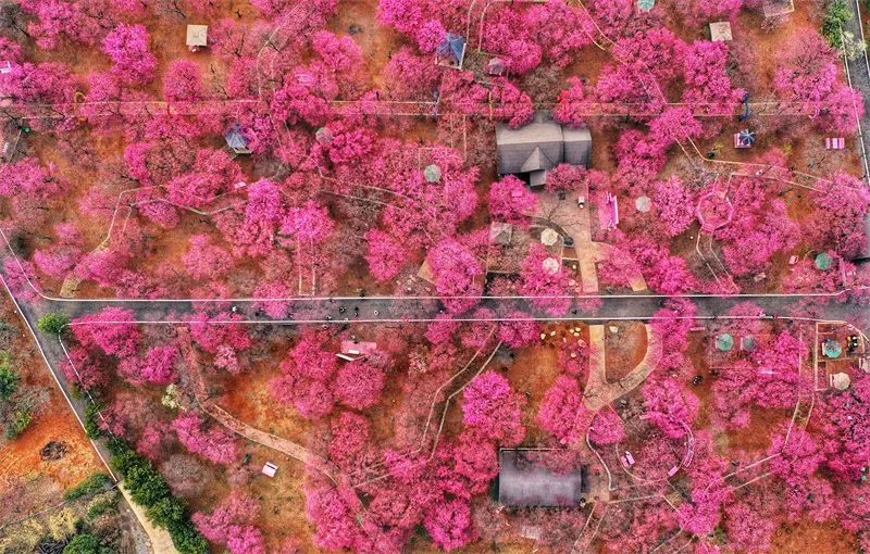 Guiyang County’s blooming cherry blossoms on CCTV