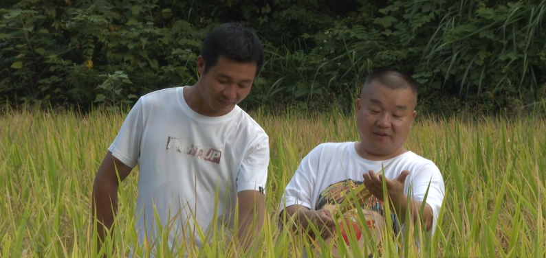 Yizhang county welcomes bumper upland rice harvest